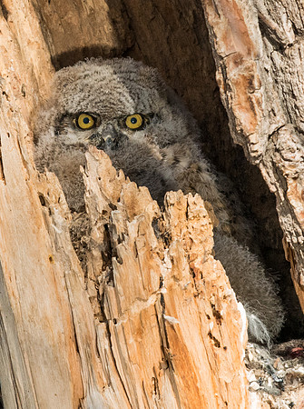 Great_horned_owlet_6