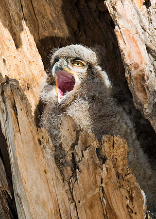 Great_horned_owlet_7