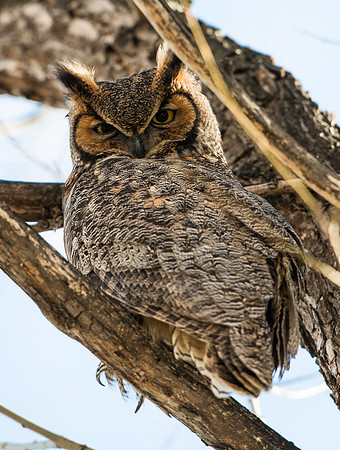 Great_horned_owl_4