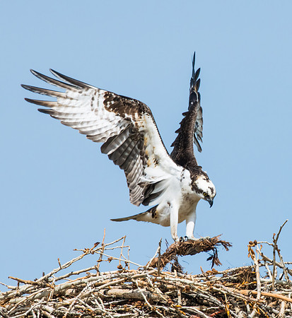 Osprey_10