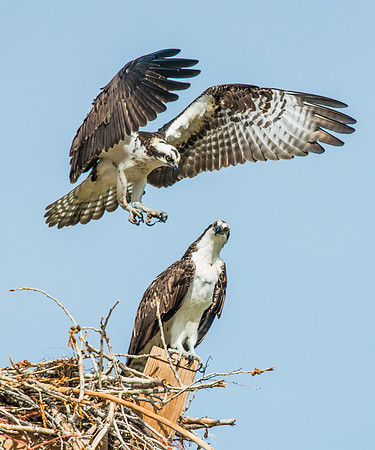 Osprey_12
