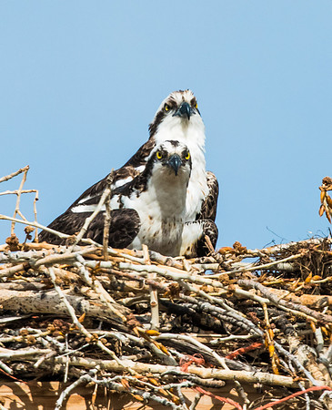 Osprey_13