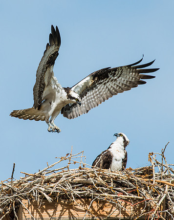 Osprey_14