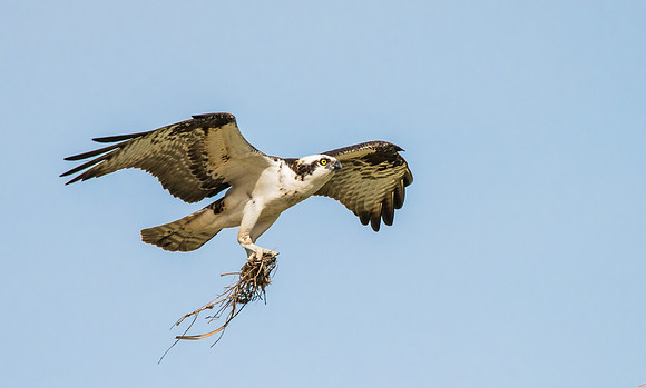 Osprey_15