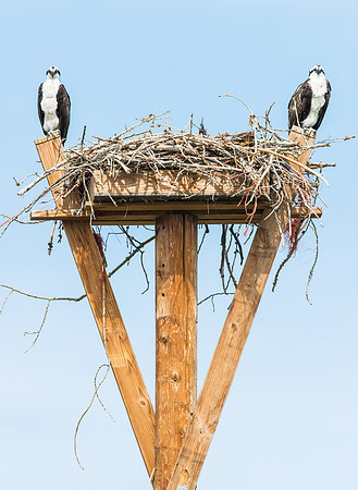 Osprey_11