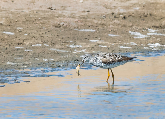 Greater_yellow_legs_1
