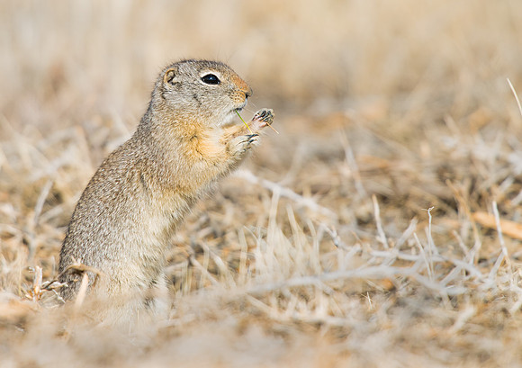 Ground_squirrel_1