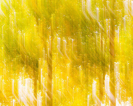 Aspens_Ridgway_2015_1