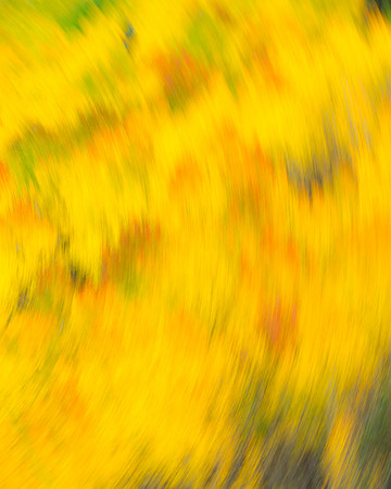 Aspens_Ridgway_2015_3