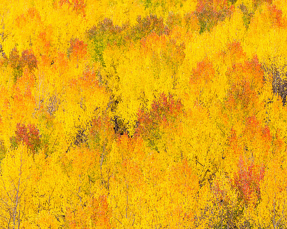 Aspens_Ridgway_2015_2