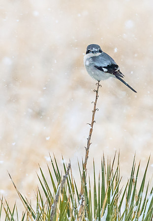 Loggerhead_shrike_1