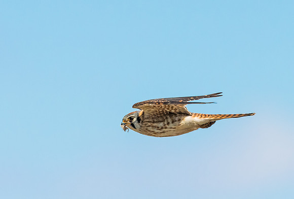 Kestrel_7