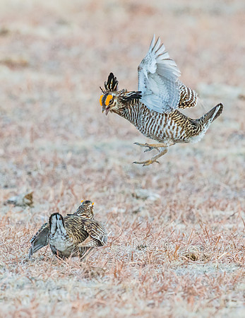 Prairie_chicken_8
