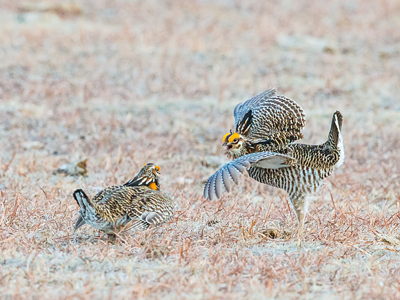 Prairie_chicken_9