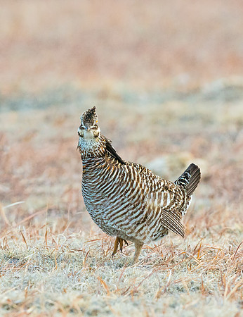 Prairie_chicken_13