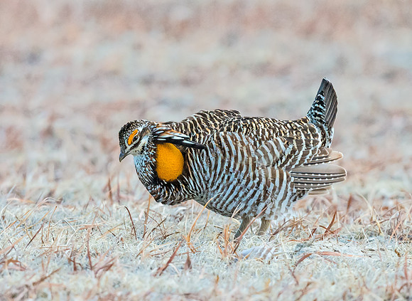 Prairie_chicken_14
