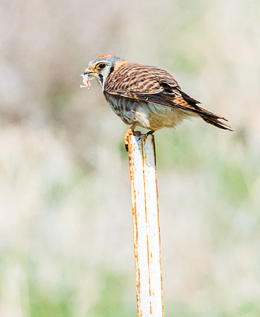 Kestrel_8
