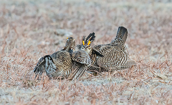 Prairie_chicken_10