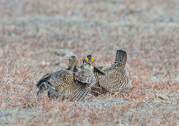 Prairie_chicken_11