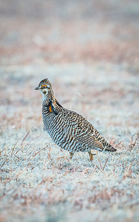 Prairie_chicken_12