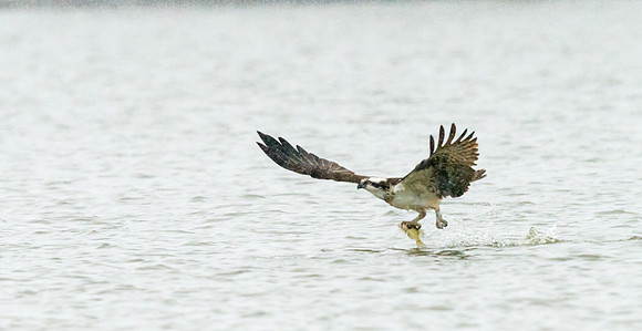 Osprey_17