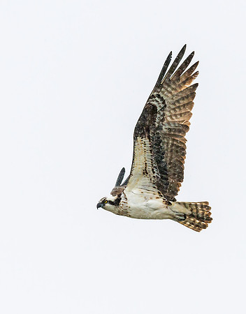 Osprey_16