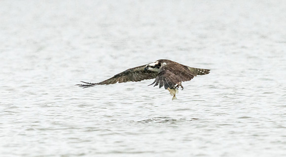 Osprey_18