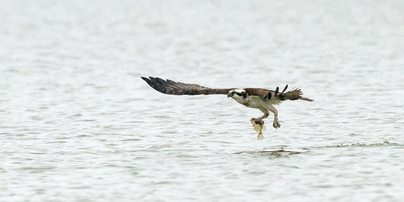 Osprey_19