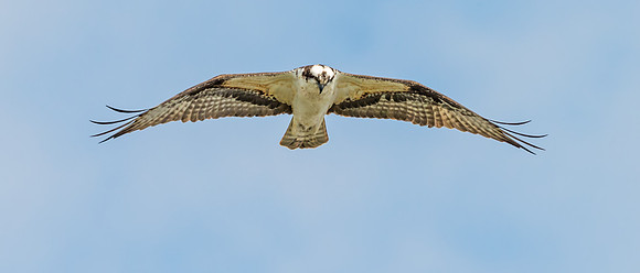 Osprey_20