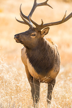 Elk_RMNP_2015_7