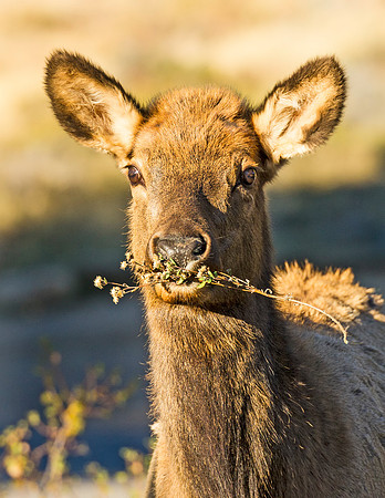 Elk_RMNP_2015_10