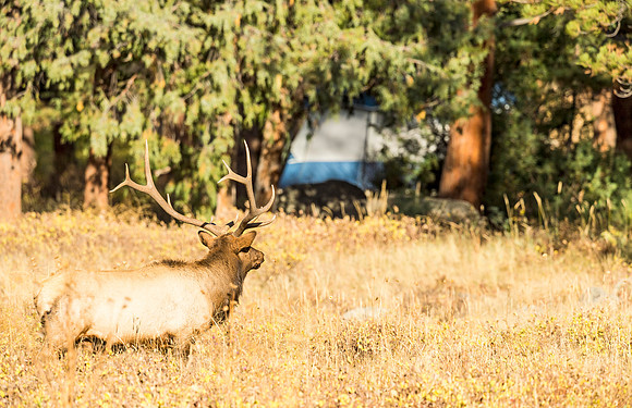 Elk_RMNP_2015_8
