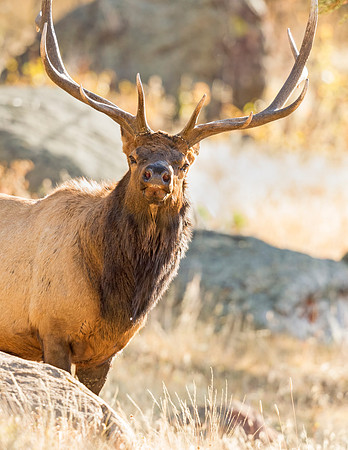Elk_RMNP_2015_5