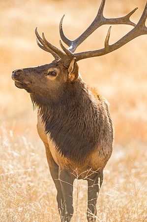 Elk_RMNP_2015_6
