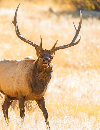 Elk_RMNP_2015_3