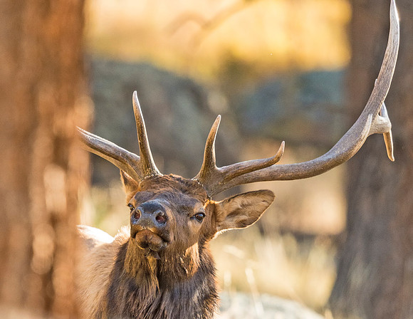Elk_RMNP_2015_4