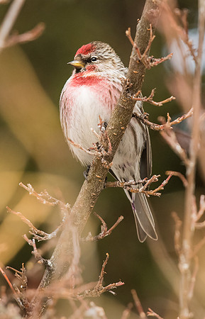 Common_redpoll_3