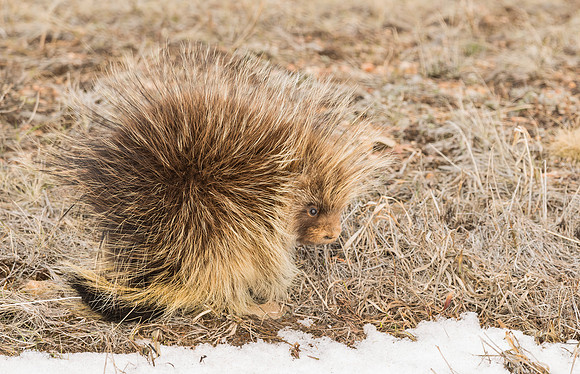 Porcupine_1