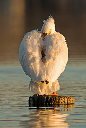 American_white_pelican_1