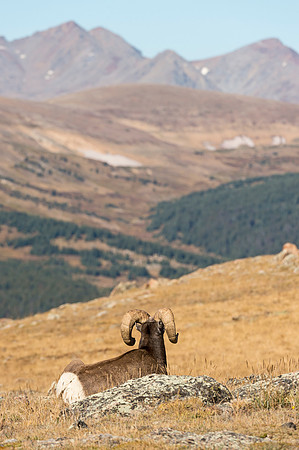 Bighorn_ram_87