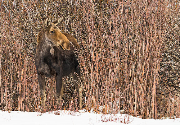 Moose_10