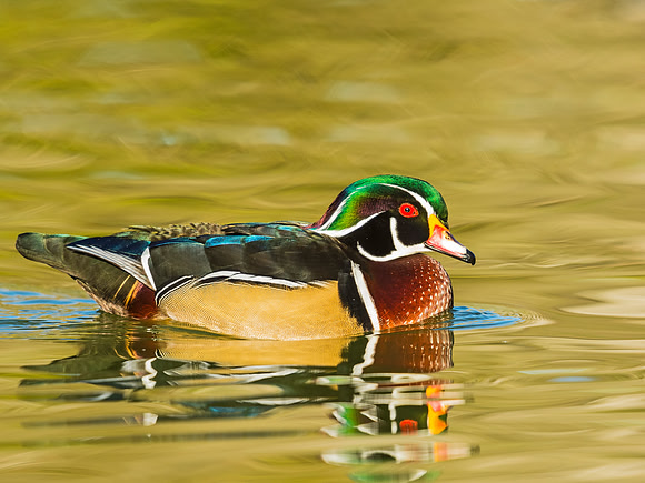 Wood_duck_Sterne_2015_2