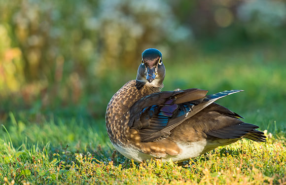 Wood_duck_Sterne_2015_1