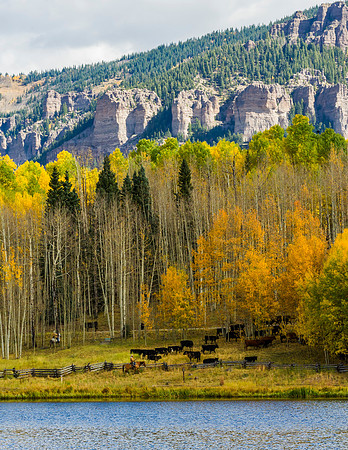 Cowboy_and_cows_Owl_Creek_Pass_2015_2