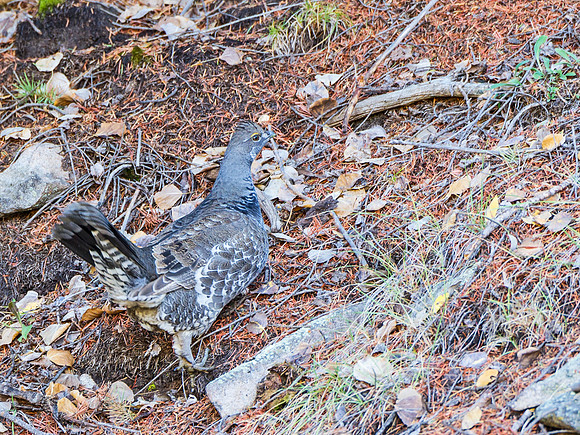 Dusky_grouse_2015_1