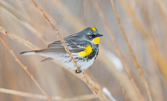 Yellow-rumped warbler