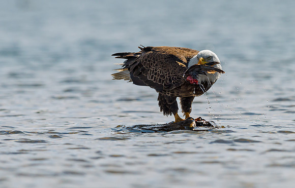 Bald_Eagle_11