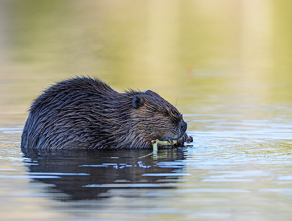 Beaver_2