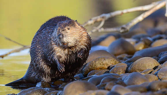 Beaver_3