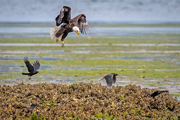 Bald_eagle_WASB_2022_15